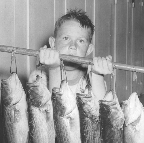 Historical Image showing a boy holding up a lineup of fish
